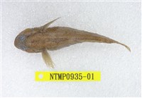 藏品(黑鰕虎)的圖片